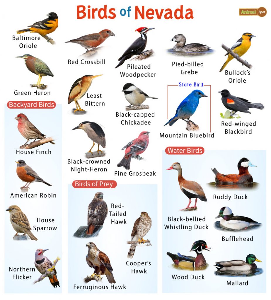 Birds of Nevada