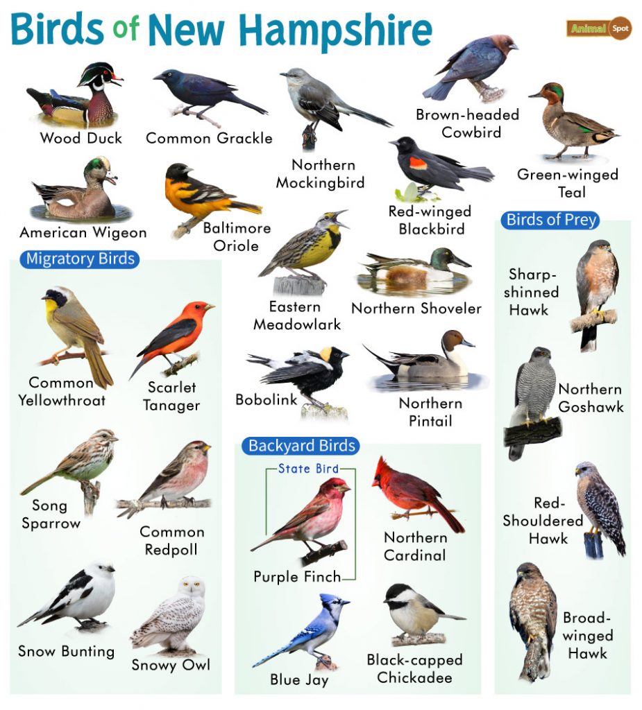 Birds of New Hampshire