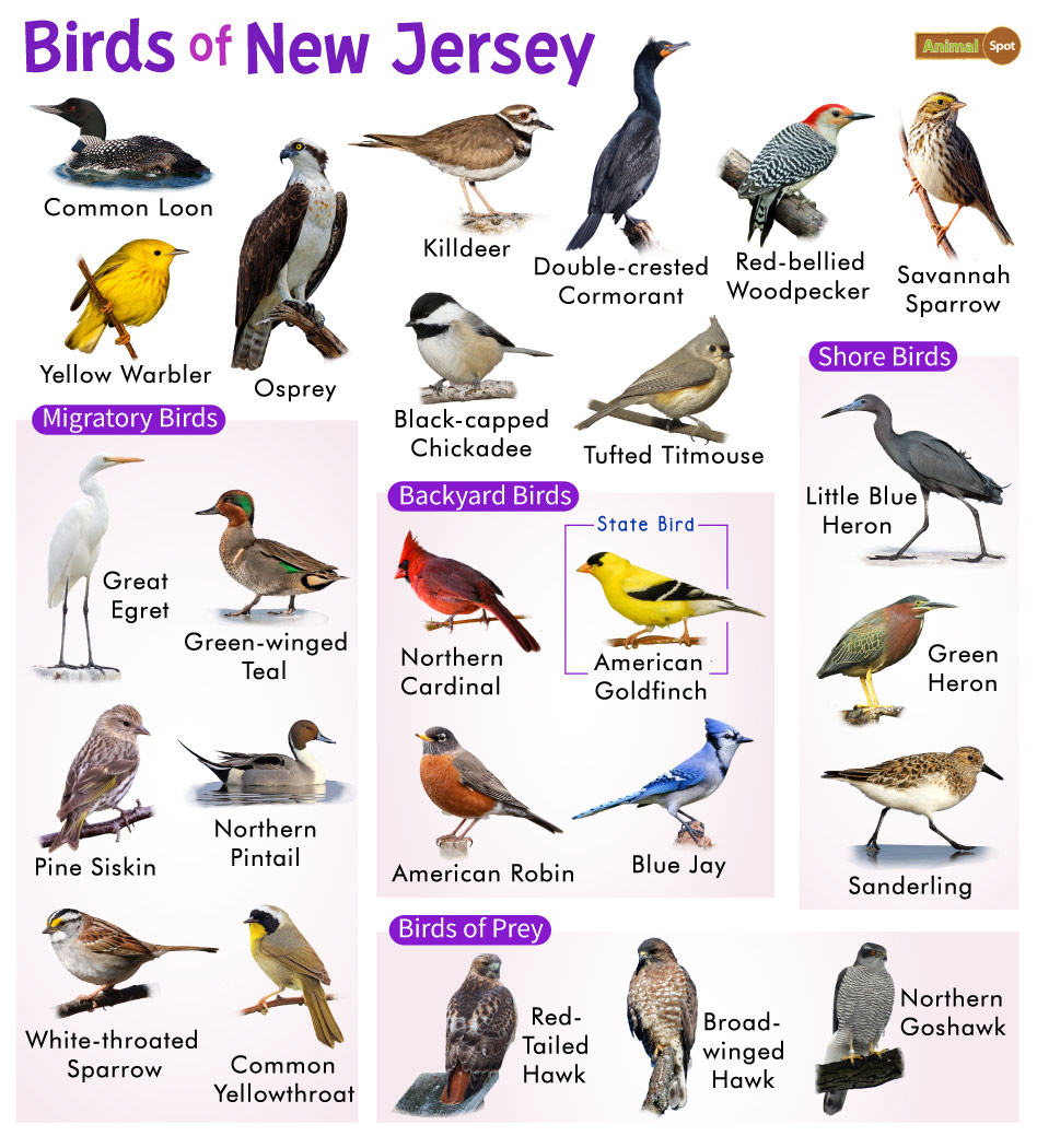 List of Common Birds Found in New Jersey– Facts with Pictures