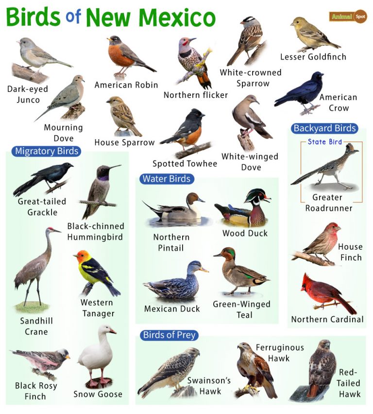 List of Common Birds Found in New Mexico – Facts with Pictures