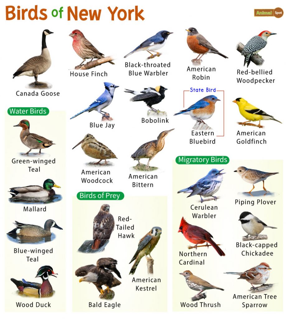 Birds of New York