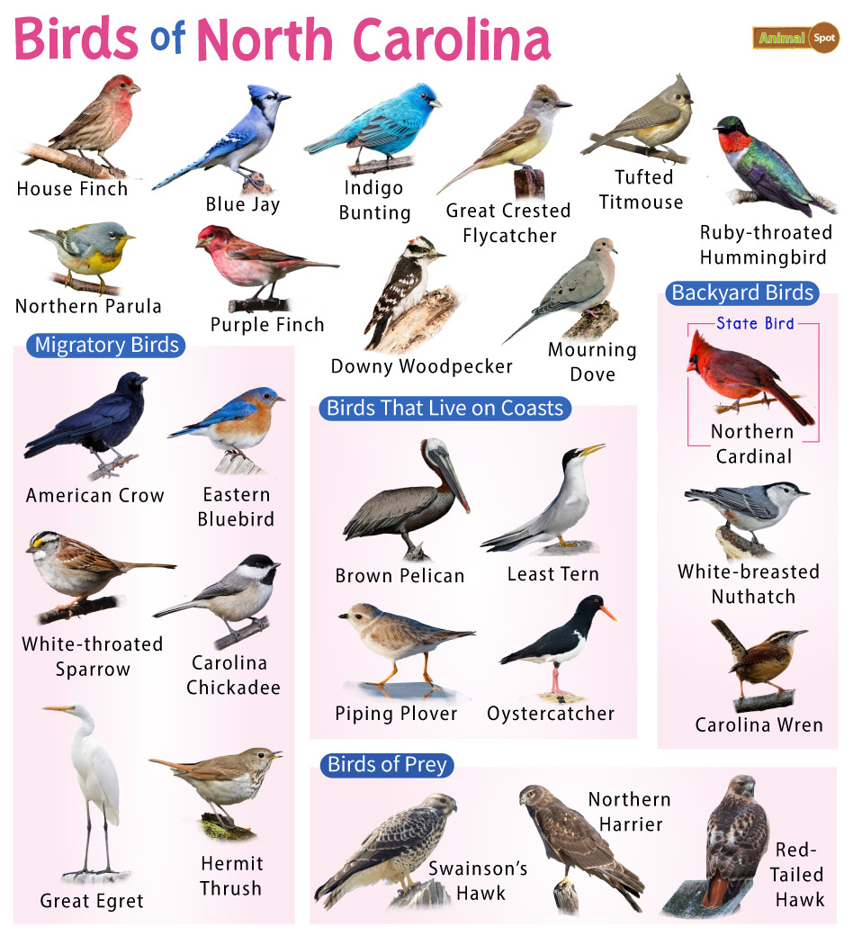 List Of Common Birds Found In North Carolina Facts With Pictures