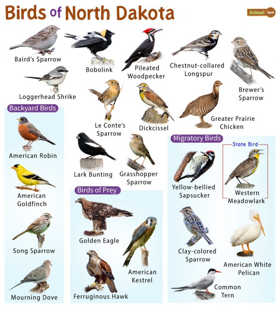 Birds of North Dakota