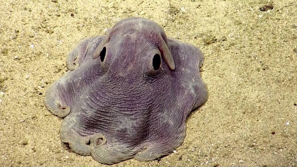 Dumbo Octopus Facts Size Habitat And Pictures Dumbo Octopus Facts Size Habitat And Pictures