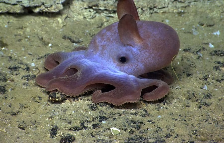 Dumbo Octopus Facts Size Habitat And Pictures Dumbo Octopus Facts Size Habitat And Pictures