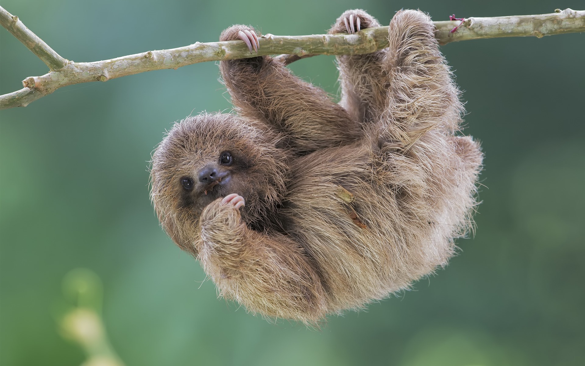 Sloth Facts, Types, Diet, Reproduction, Classification, Pictures