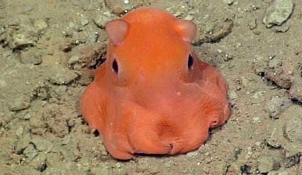 dumbo squid