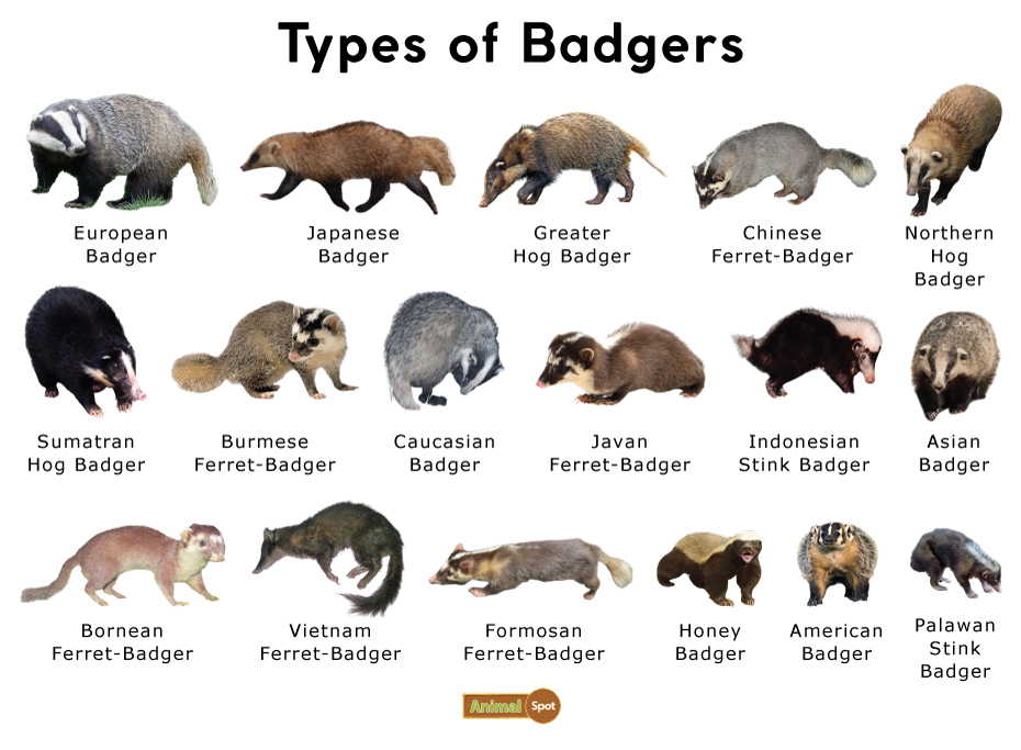 Types of Badger