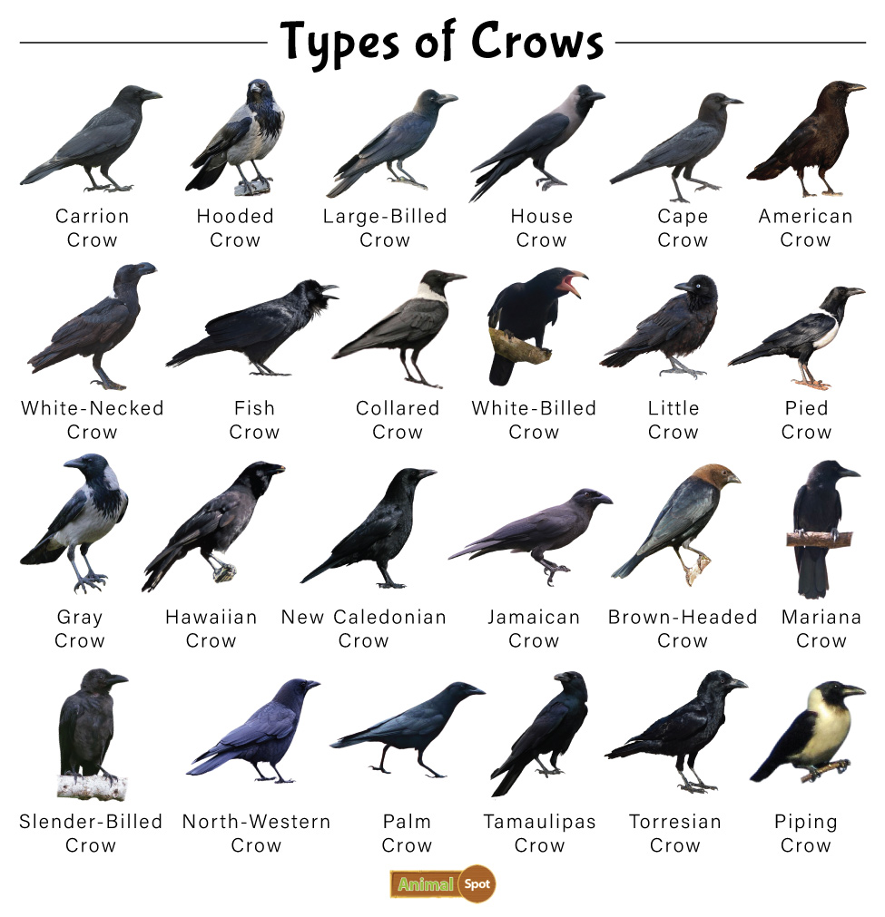 Types of Crow