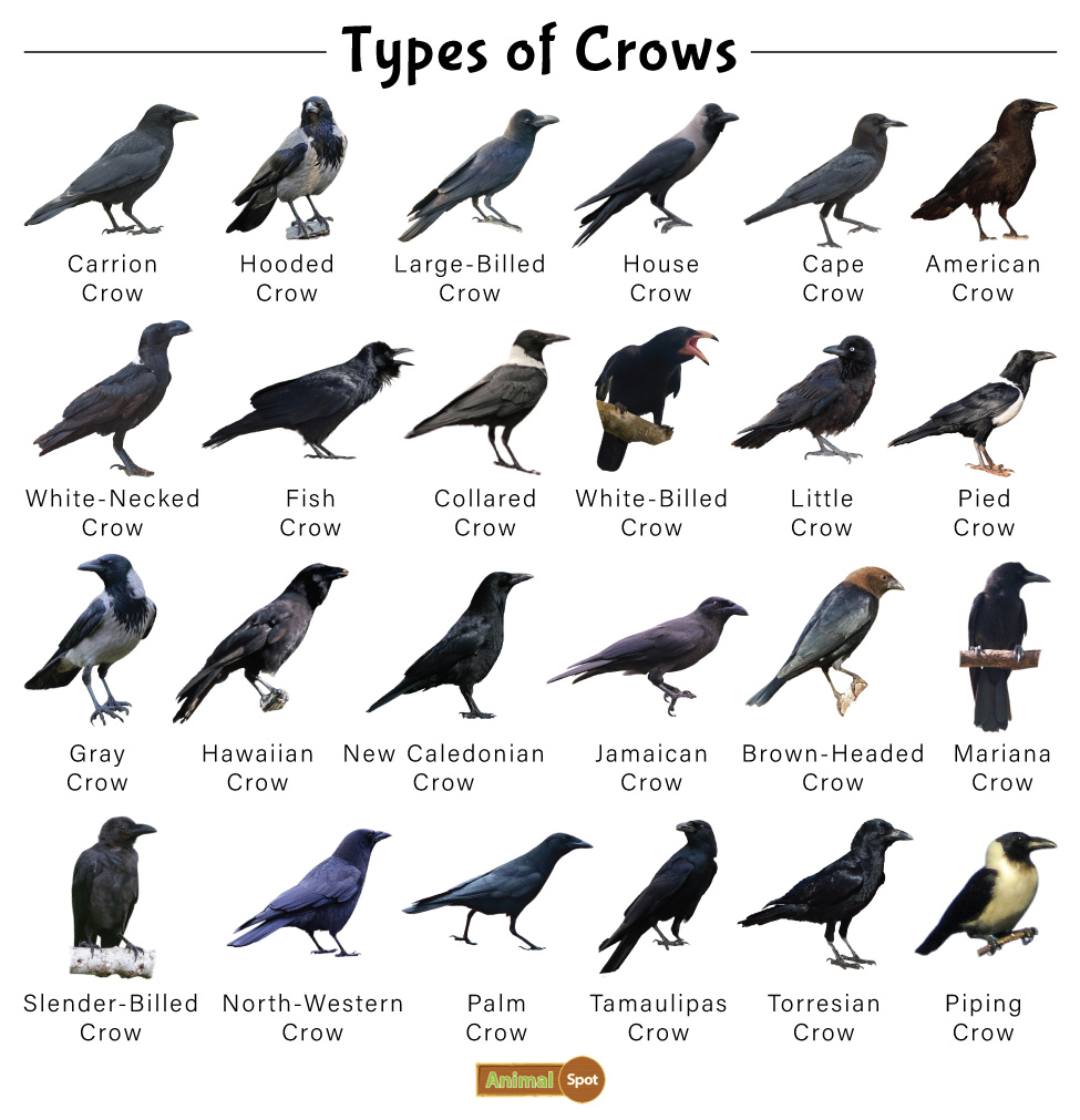 information about crow essay