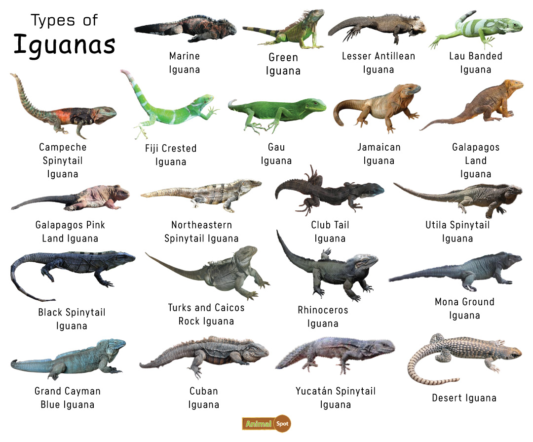 Types of Iguanas