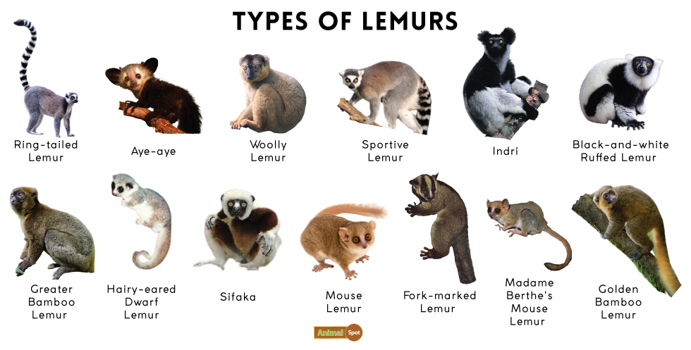 Types of Lemur