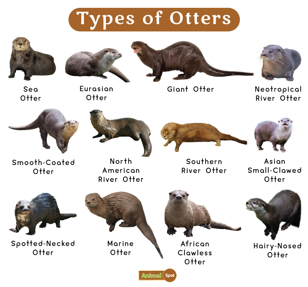 Types of Otter