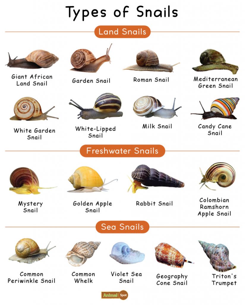 Types of Snail