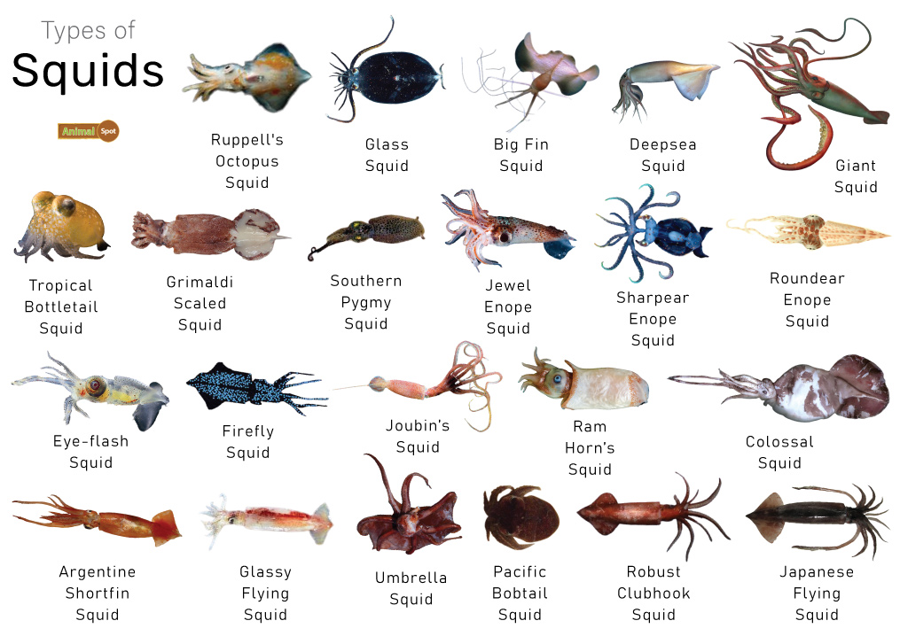 Squid Facts, Types, Diet, Reproduction, Classification, Pictures