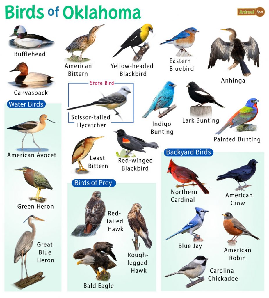 Birds of Oklahoma