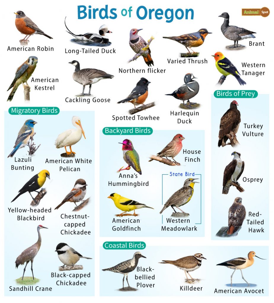 Birds of Oregon