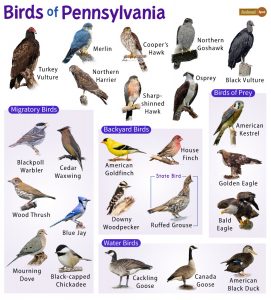 List of Common Birds Found in Pennsylvania Facts with Pictures