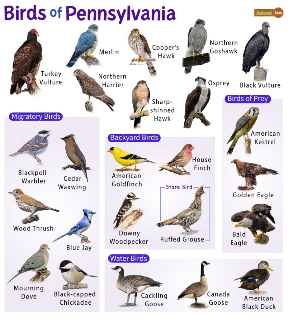 Birds of Pennsylvania