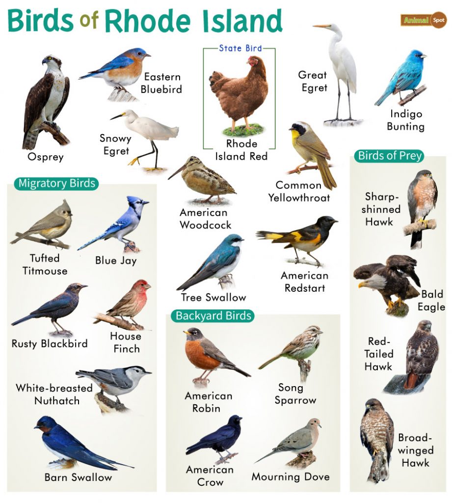 Birds of Rhode Island