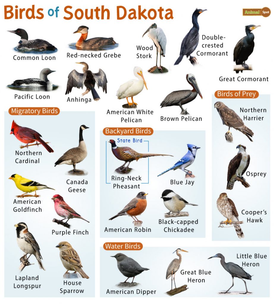 Birds of South Dakota