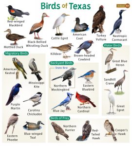 List of Common Birds Found in Texas – Facts with Pictures