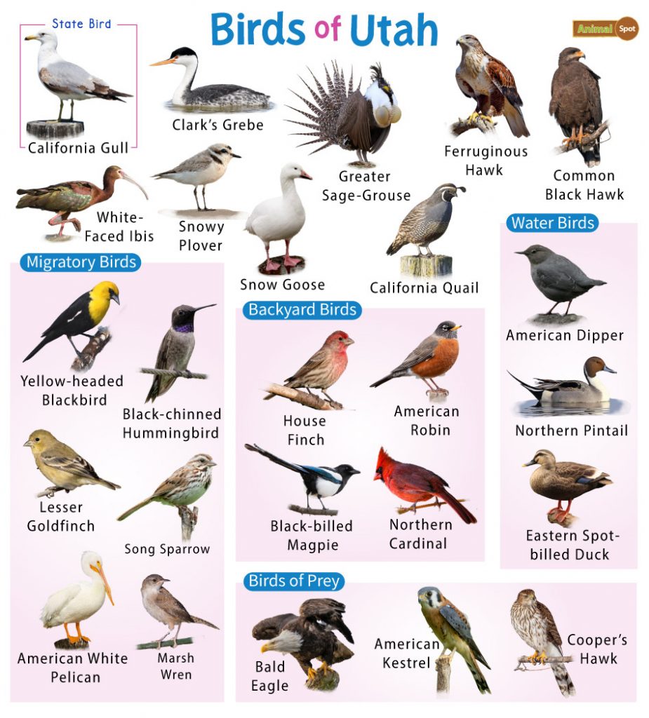 Birds of Utah