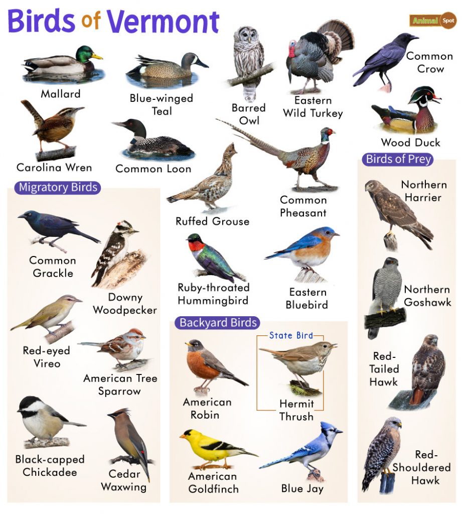 Birds of Vermont
