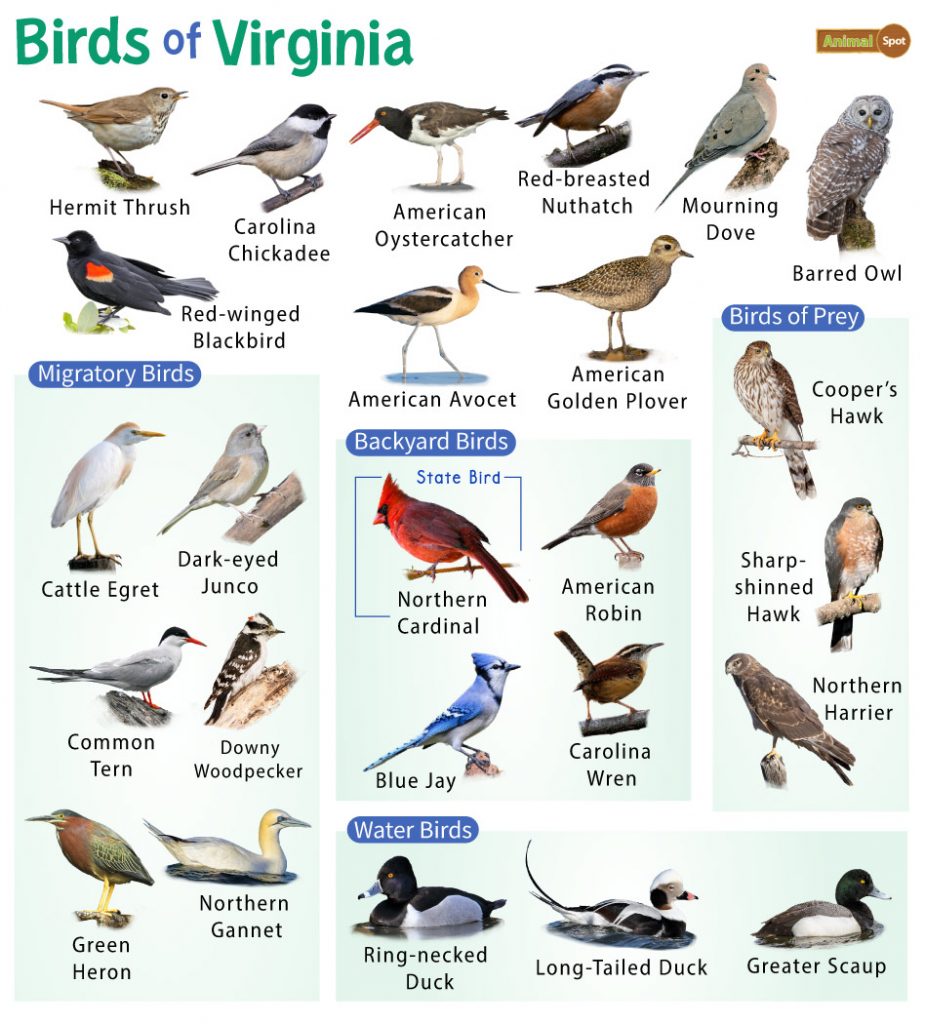 Birds of Virginia