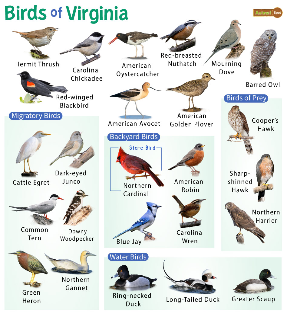List of Common Birds Found in Virginia – Facts with Pictures