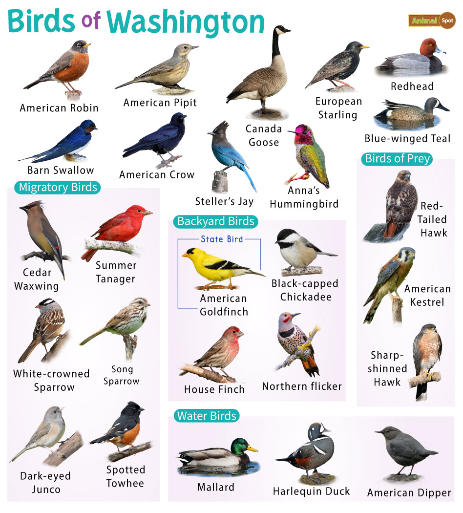 Washington, List
