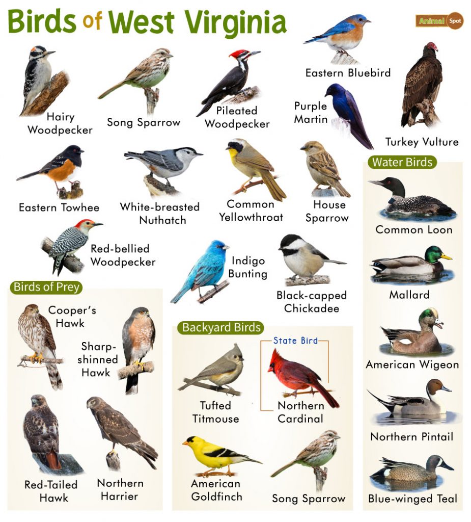 List of Common Birds Found in West Virginia – Facts with Pictures
