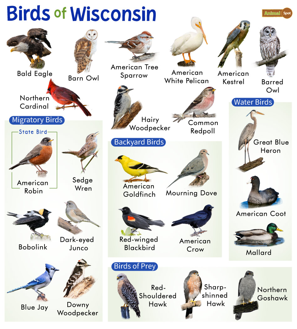 Predatory Birds List