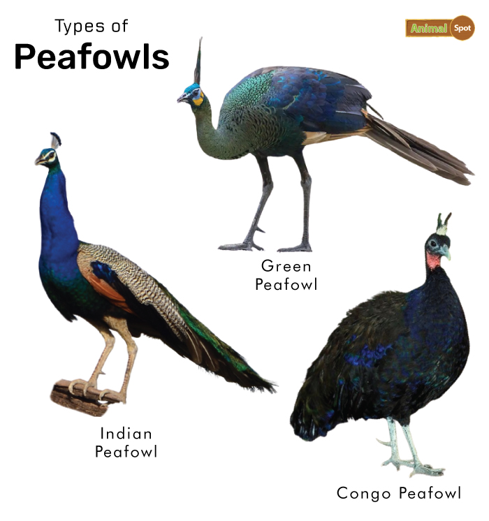 Types of Peafowl