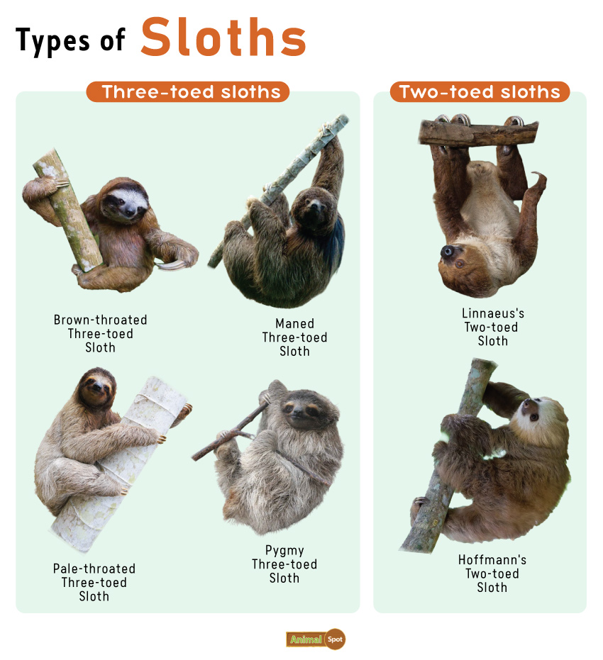 Sloth, Species