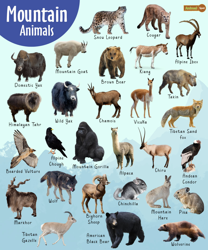 Mountain Animals – List, Adaptations, Pictures