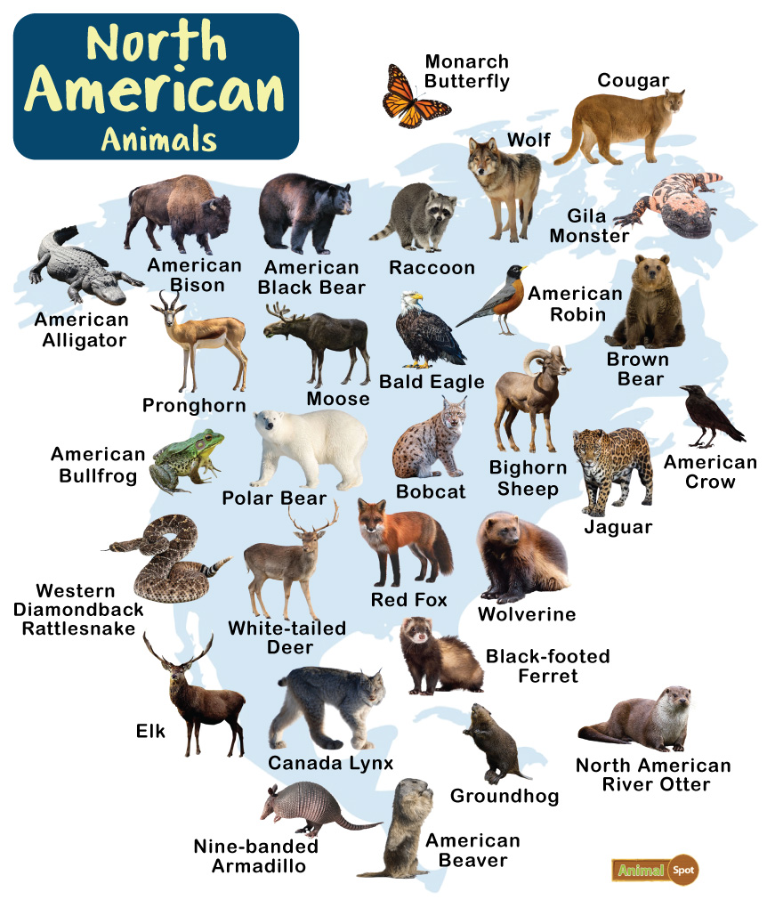 North American Animals – Facts, List, Pictures
