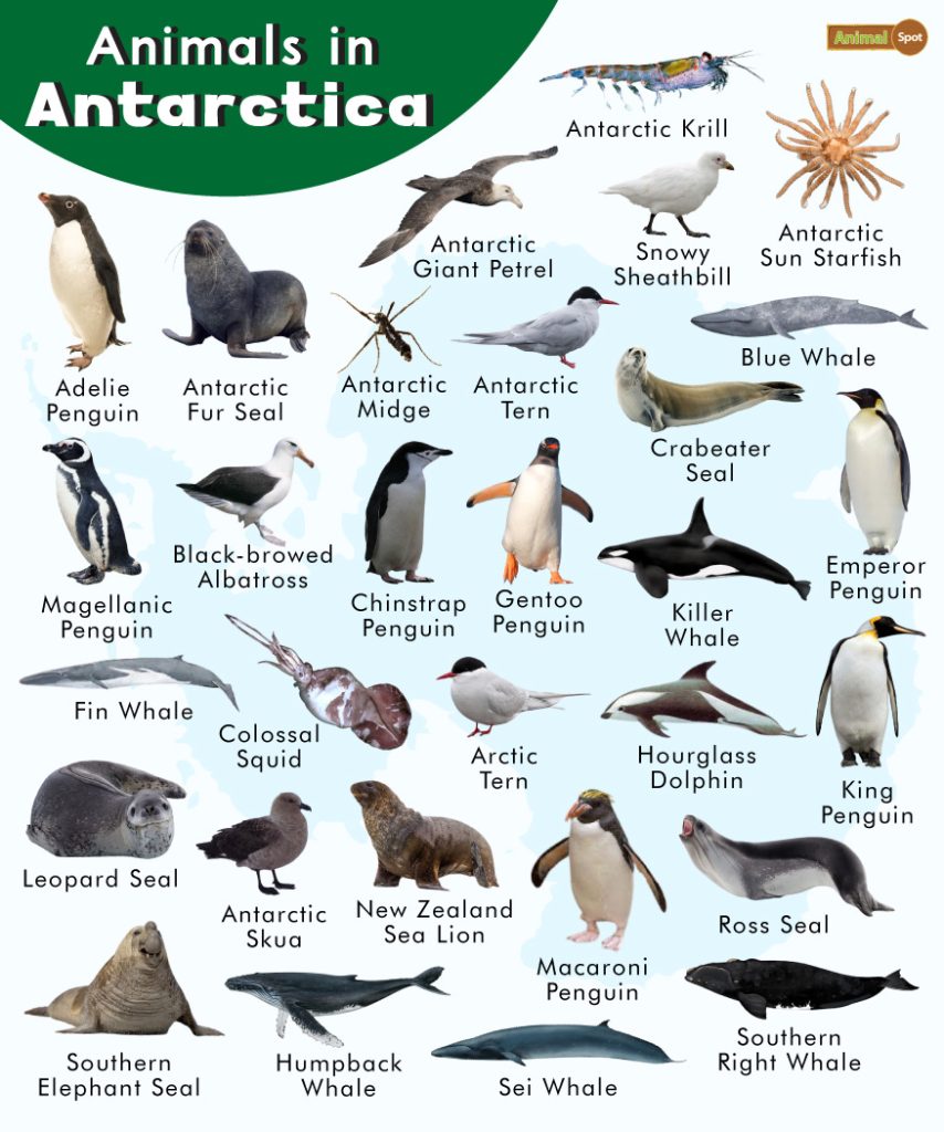 Animals in Antarctica