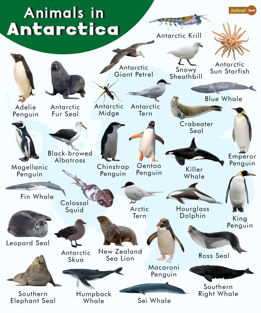 Animals in Antarctica List, Facts, and Pictures