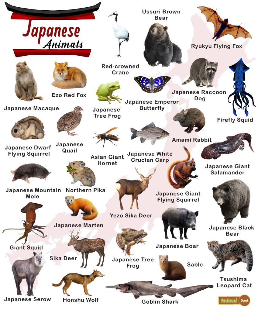 What is Japan's special animal?