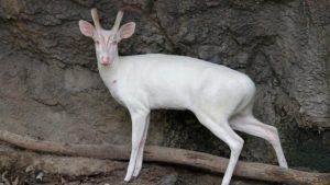 Albino Barking Deer