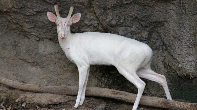 Pin on True Albino Animals