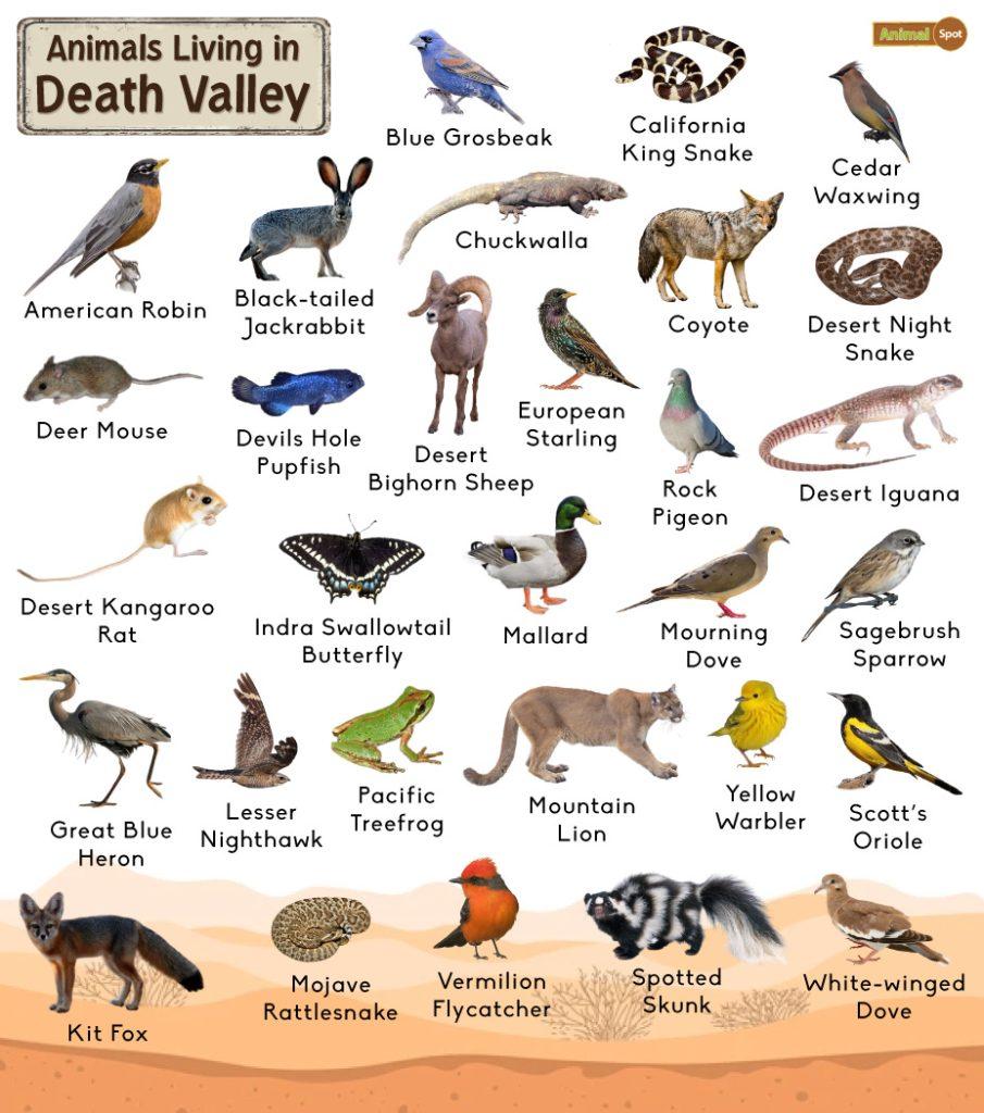 Animals Living in Death Valley