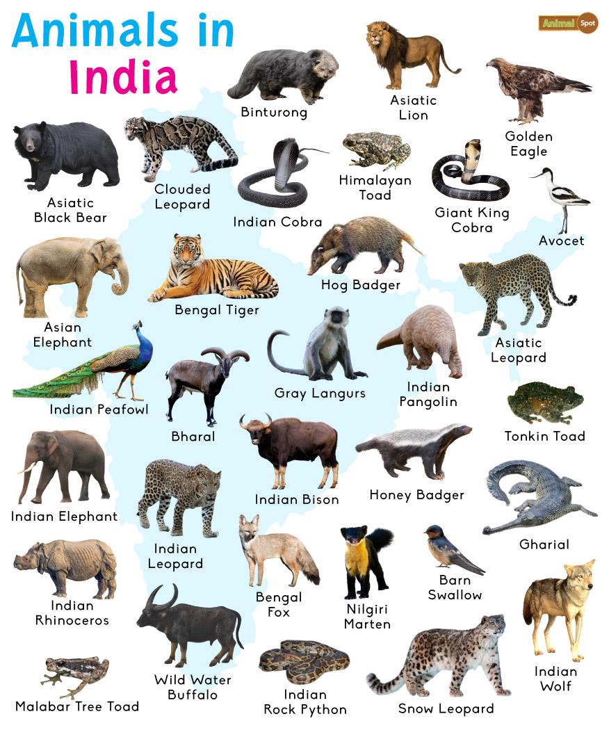 Animals in India: List and Facts with Pictures