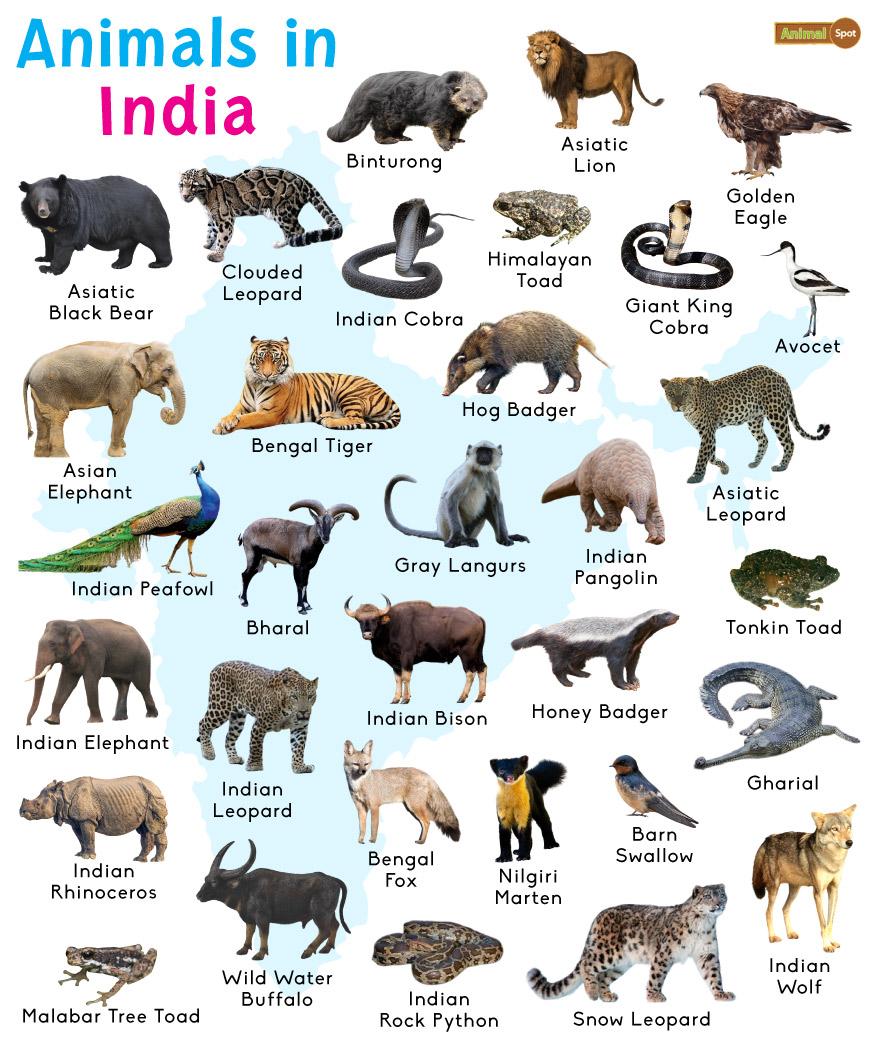 12 Animals That Are National Symbols Around The World 60 OFF