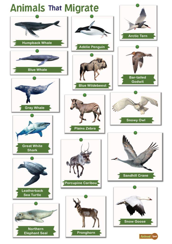 Animals that Migrate