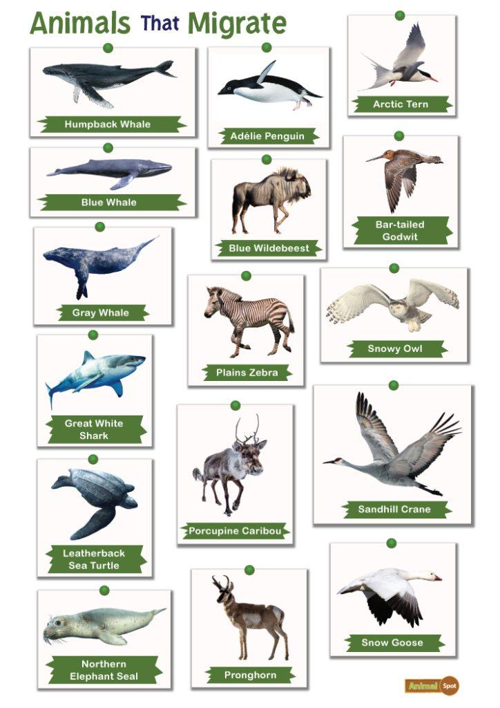 African Safari Animals Facts List Pictures Chart And More