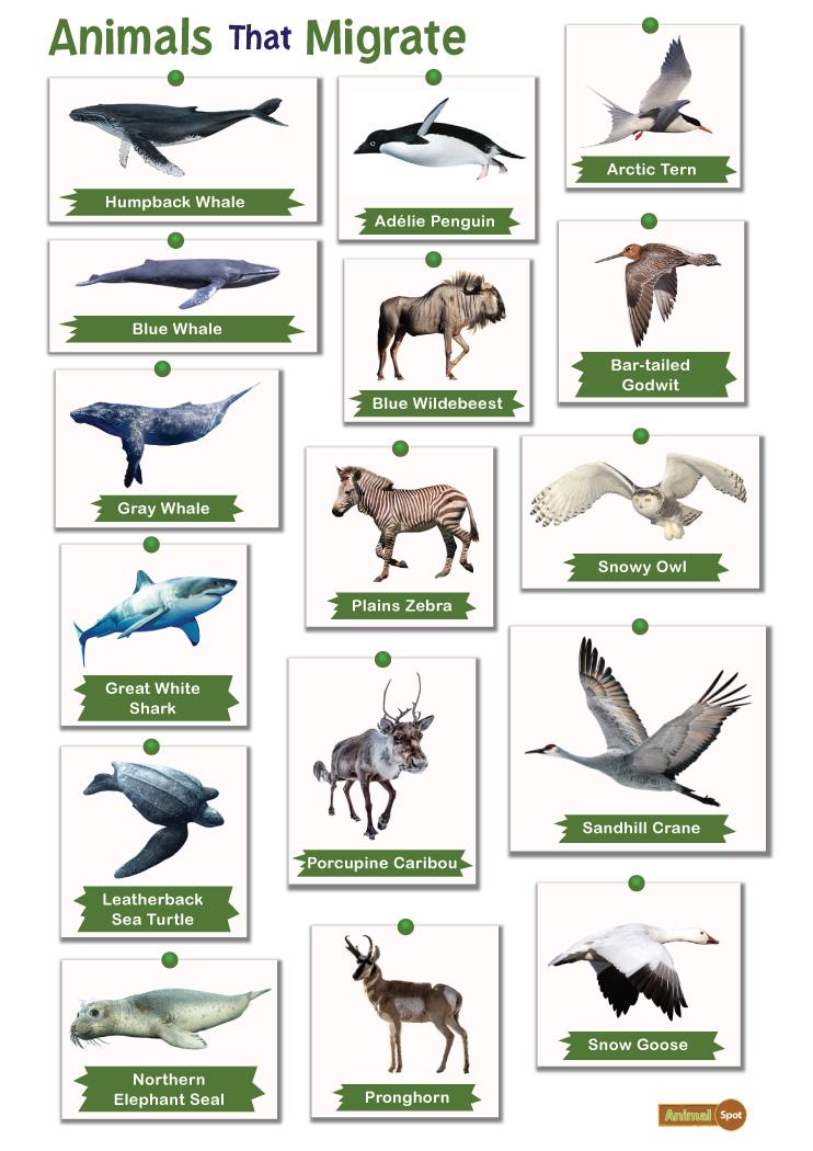 Animals that Migrate: List and Facts with Pictures