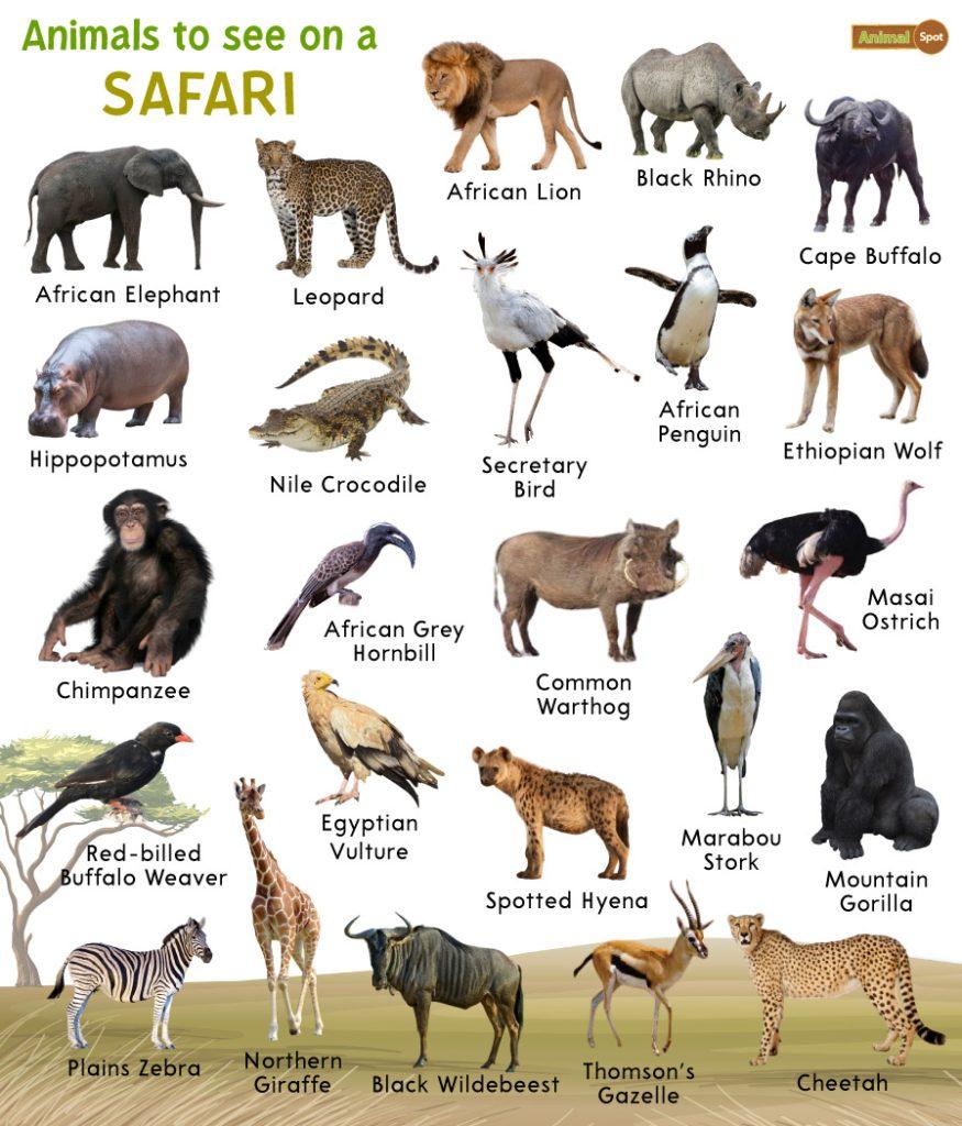 Animals to see on a Safari