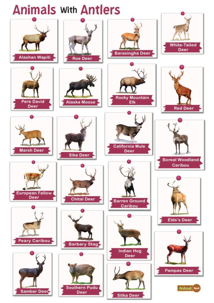 Animals with Antlers